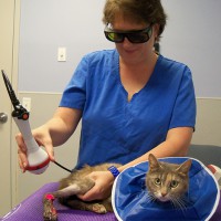 /album/biolampa-pre-zvierata/veterinary-laser-therapy-1-jpg/